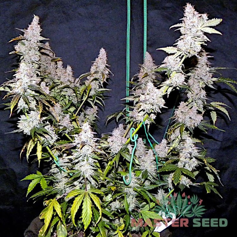 Auto Northern Lights feminised Master Seed - 3 насінини