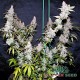 Auto Northern Lights feminised Master Seed - 3 насінини