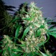 Auto Critical Kush feminised GanjaLiveSeeds