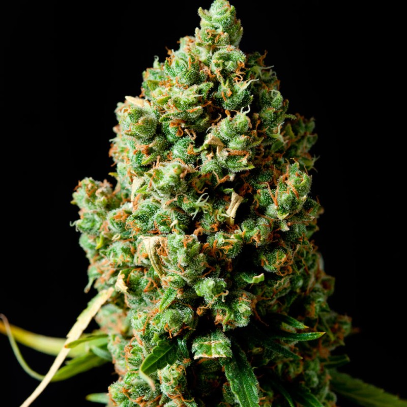 Auto Critical Kush feminised GanjaLiveSeeds