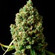 Auto Critical Kush feminised GanjaLiveSeeds