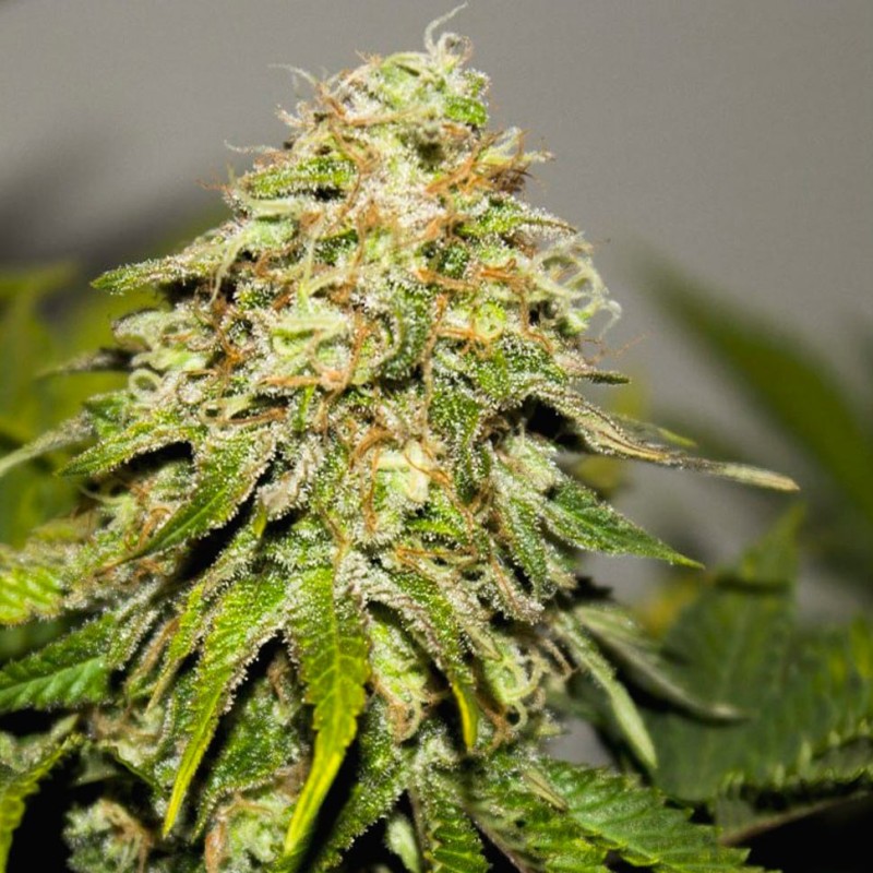 Auto Critical Kush feminised GanjaLiveSeeds