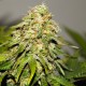 Auto Critical Kush feminised GanjaLiveSeeds
