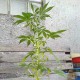 Auto AK 49 feminised GanjaLiveSeeds