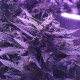 Auto AK 49 feminised GanjaLiveSeeds