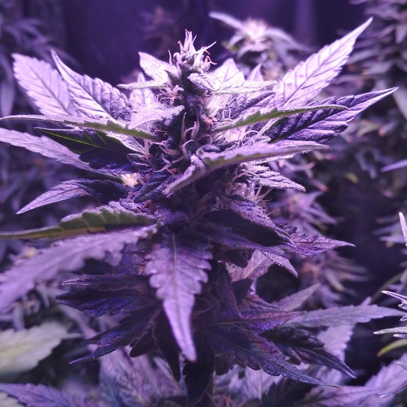 Auto AK 49 feminised GanjaLiveSeeds