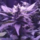 Auto AK 49 feminised GanjaLiveSeeds