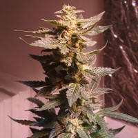 Auto AK 49 feminised GanjaLiveSeeds
