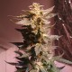 Auto AK 49 feminised GanjaLiveSeeds
