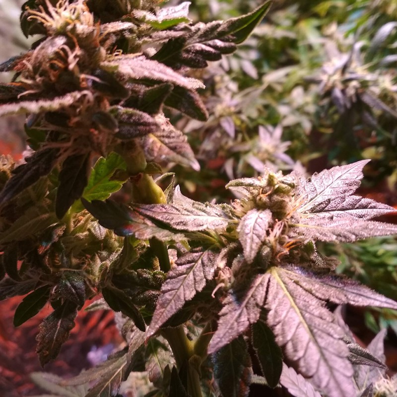 Auto AK 49 feminised GanjaLiveSeeds