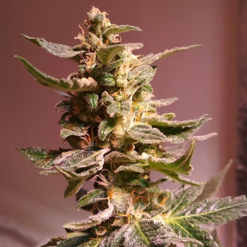Auto AK 49 feminised GanjaLiveSeeds
