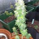 Auto AK 49 feminised GanjaLiveSeeds