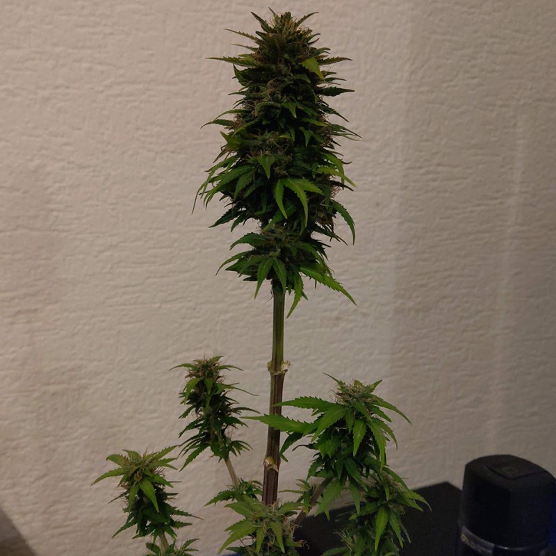 Auto AK 49 feminised GanjaLiveSeeds