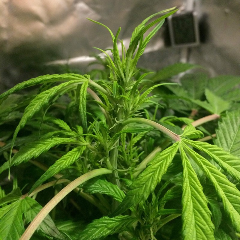 Auto AK 49 feminised GanjaLiveSeeds
