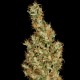 Auto Kali Mist feminised Ganja Seeds