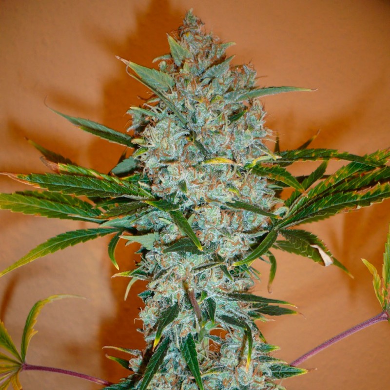 Auto Kali Mist feminised Ganja Seeds
