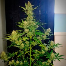 Auto Glueberry O.G. feminised GanjaLiveSeeds