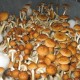 Golden Teacher