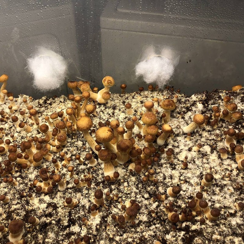 Golden Teacher