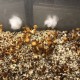 Golden Teacher