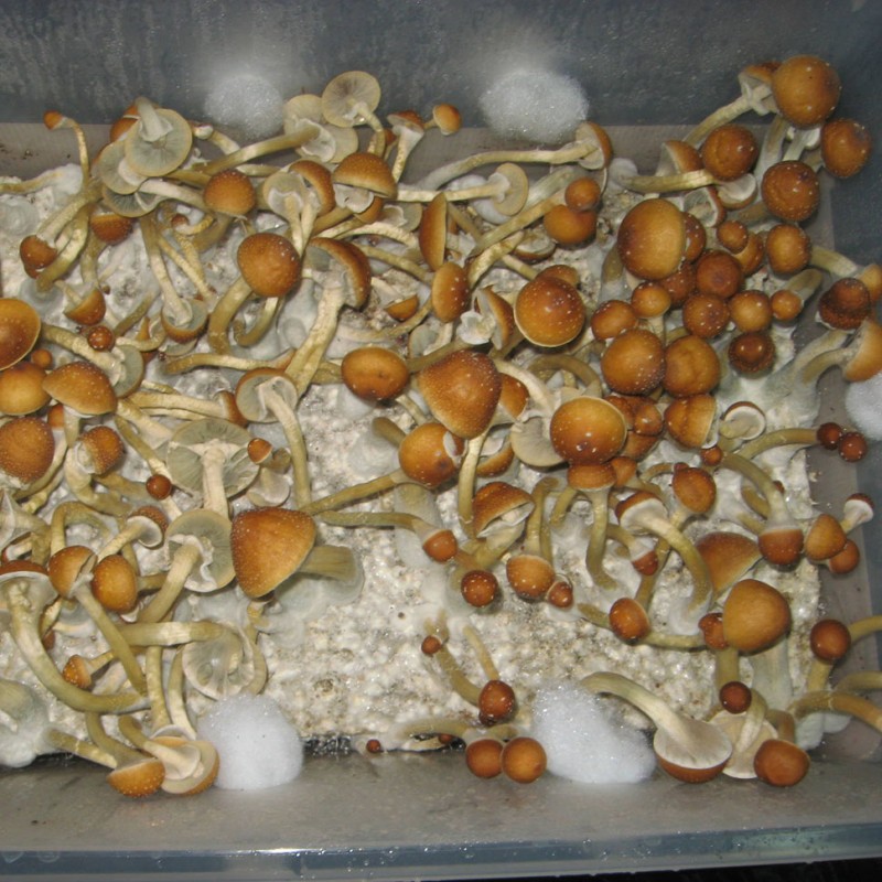 Golden Teacher
