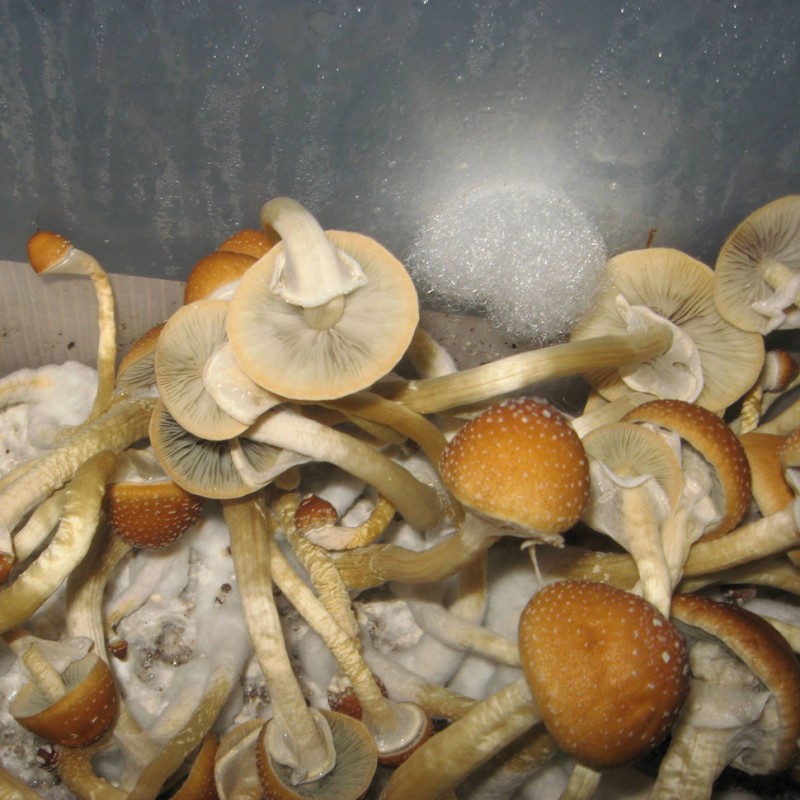 Golden Teacher