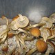 Golden Teacher