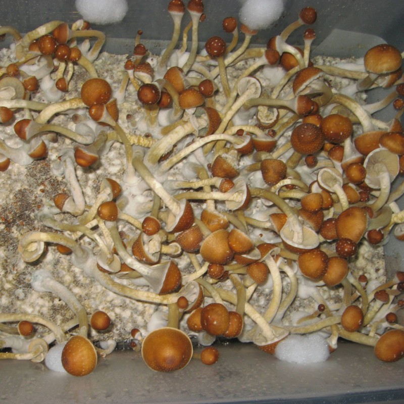 Golden Teacher