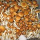 Golden Teacher