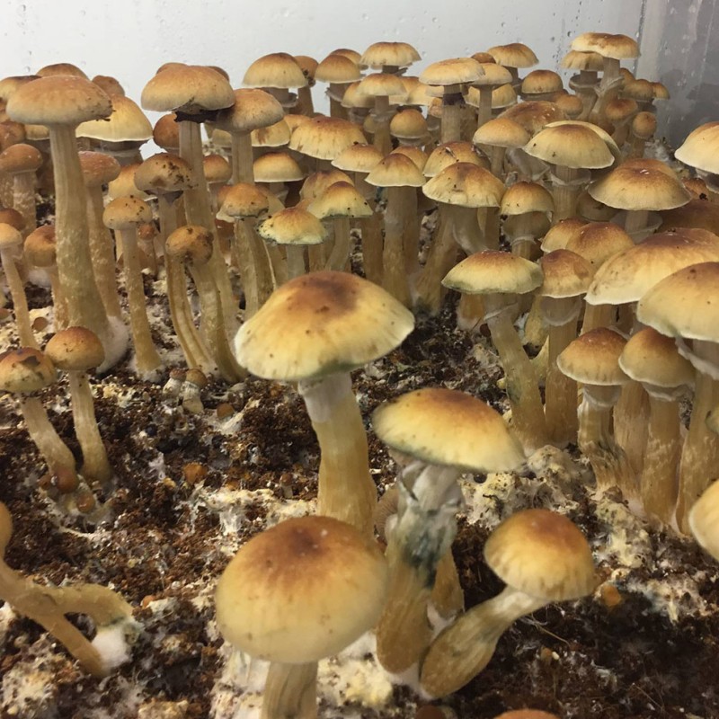 Golden Teacher