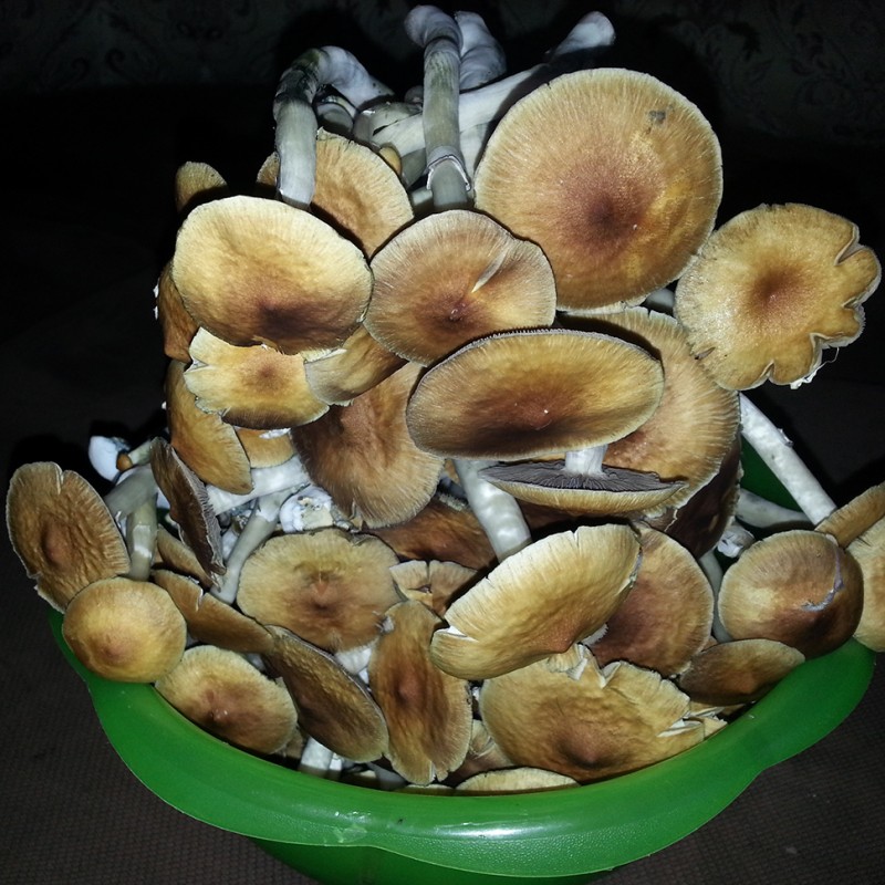 Tapalpa