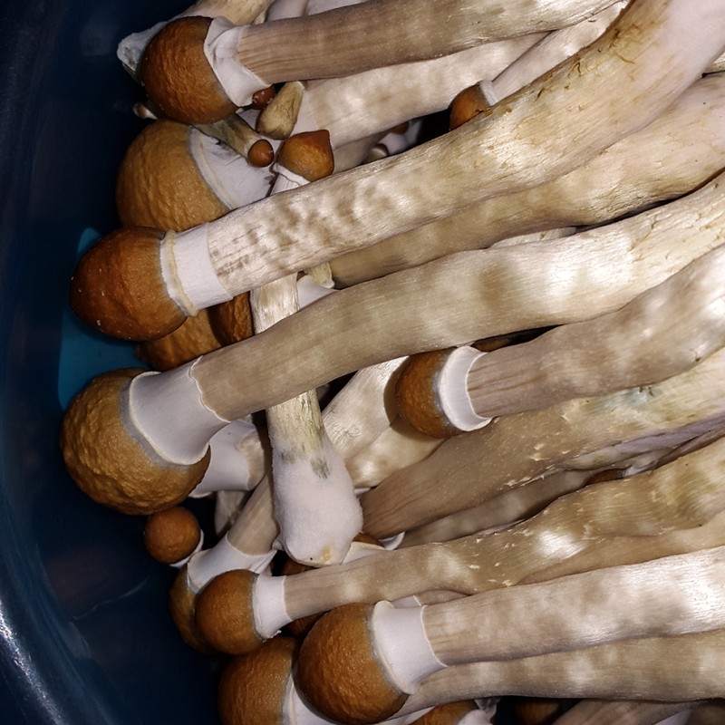 Tapalpa