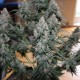 Auto Blueberry feminised GanjaLiveSeeds