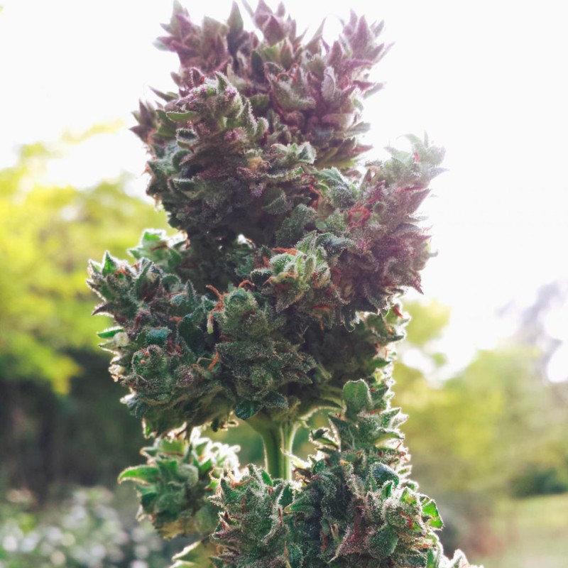 Auto Blueberry feminised GanjaLiveSeeds