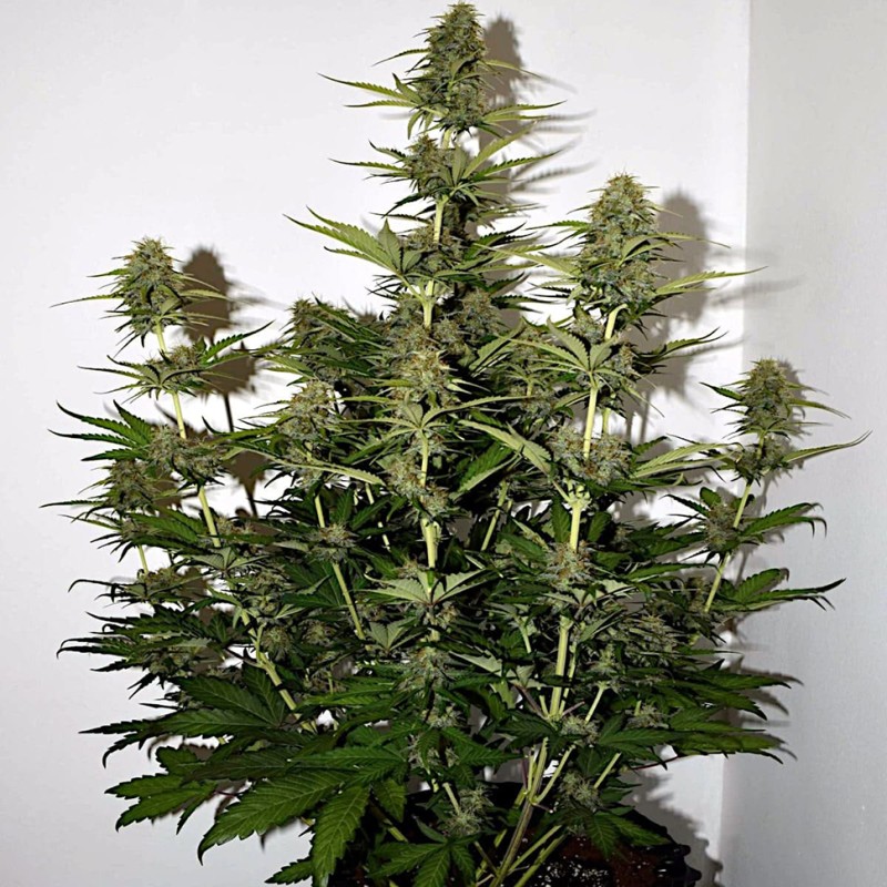 Auto Power Plant feminised Master Seed - 10 насінин
