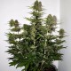 Auto Power Plant feminised Master Seed - 10 насінин