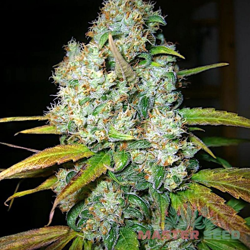 Auto Power Plant feminised Master Seed - 10 насінин