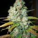 Auto Power Plant feminised Master Seed - 10 насінин