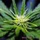 Auto Power Plant feminised Master Seed - 10 насінин