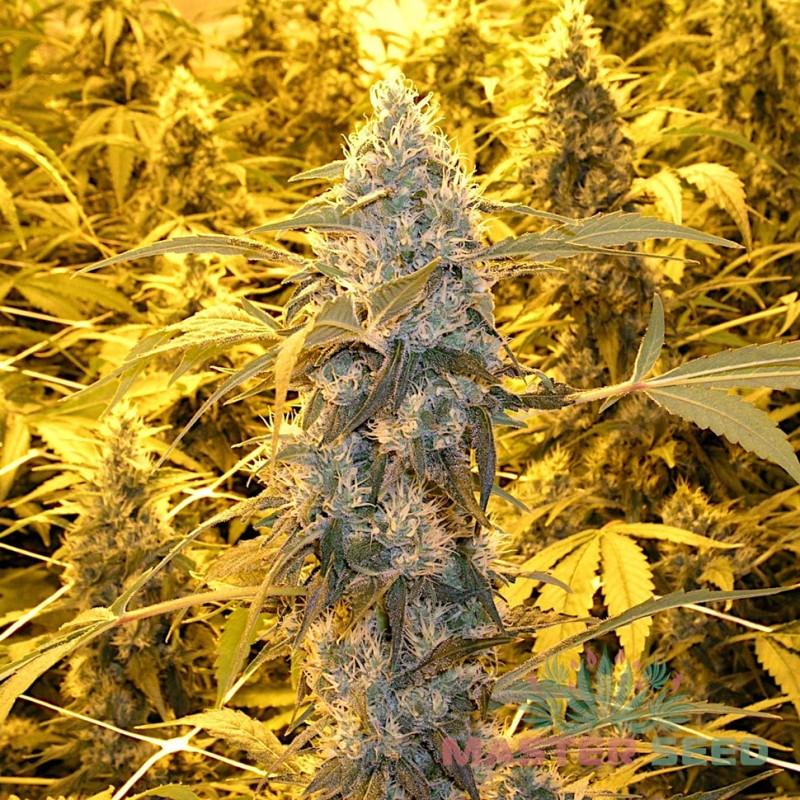 Auto Power Plant feminised Master Seed - 10 насінин