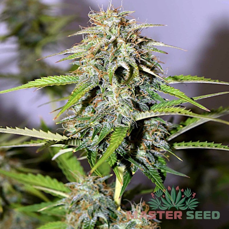 Auto Power Plant feminised Master Seed - 10 насінин