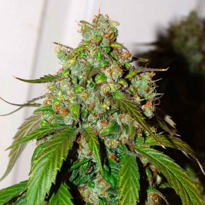 Auto Daiquiri Lime feminised GanjaLiveSeeds