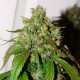 Auto Daiquiri Lime feminised GanjaLiveSeeds