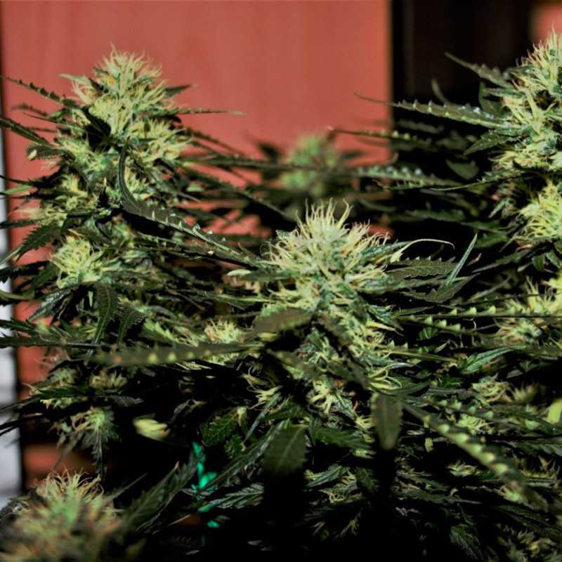 Auto Daiquiri Lime feminised GanjaLiveSeeds