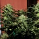 Auto Daiquiri Lime feminised GanjaLiveSeeds