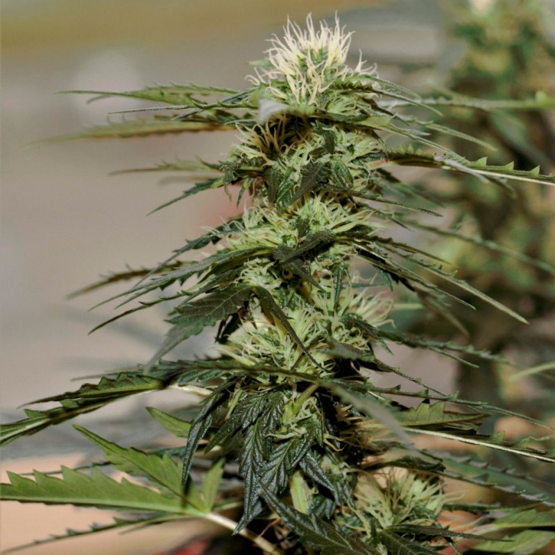 Auto Daiquiri Lime feminised GanjaLiveSeeds