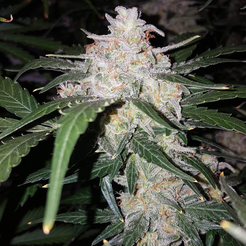 Auto Anesthesia feminised Ganja Seeds