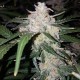 Auto Anesthesia feminised Ganja Seeds