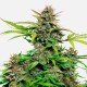 Auto Snow Queen feminised Ganja Seeds - 4 насінини