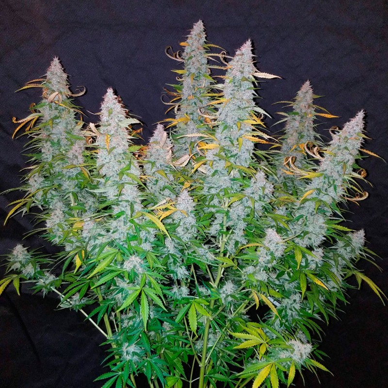 Auto Snow Queen feminised Ganja Seeds - 4 насінини
